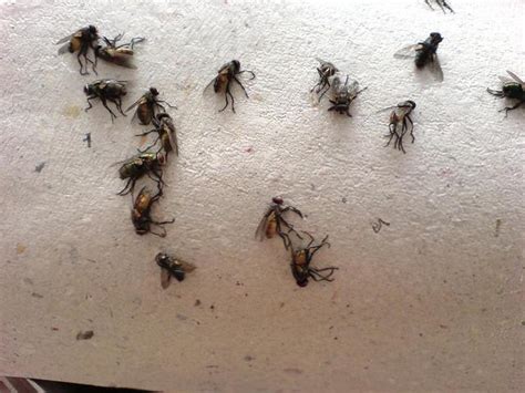 農曆八月搬屋吉日 家裡突然出現大隻蒼蠅